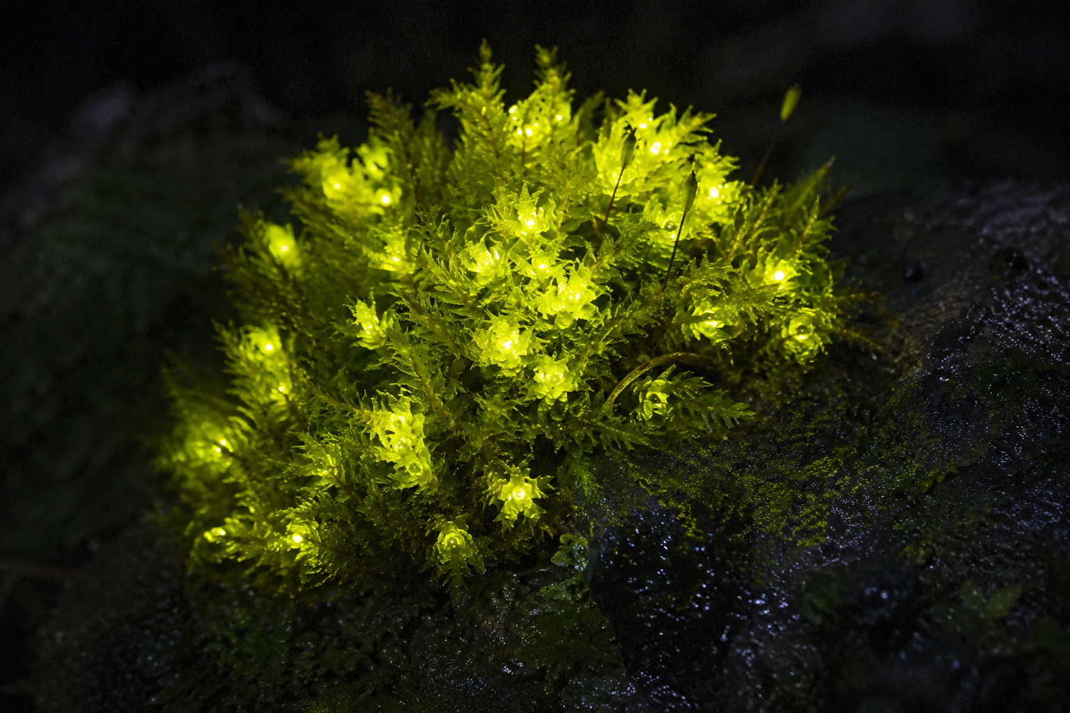 Glowing moss concept in dark forest showing fictional bioluminescent plant research and experimental lab ideas - Too Lazy Plants