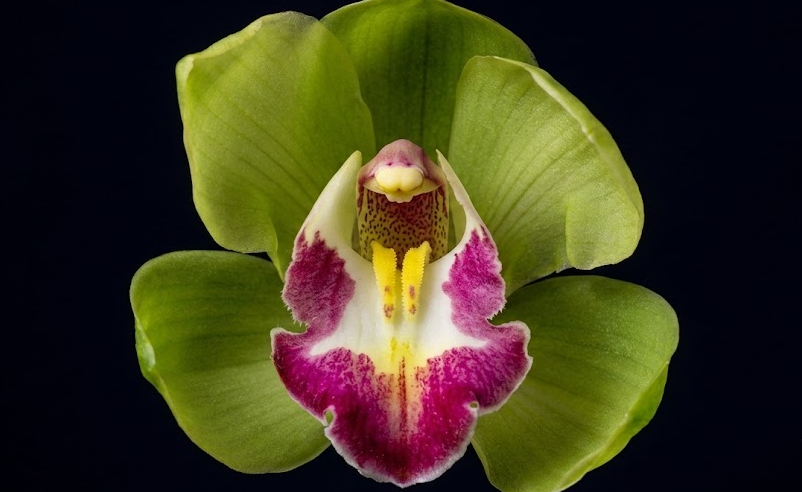 Shenzhen Nongke Orchid rare lab-created flower, one of the most expensive plants ever sold - Too Lazy Plants