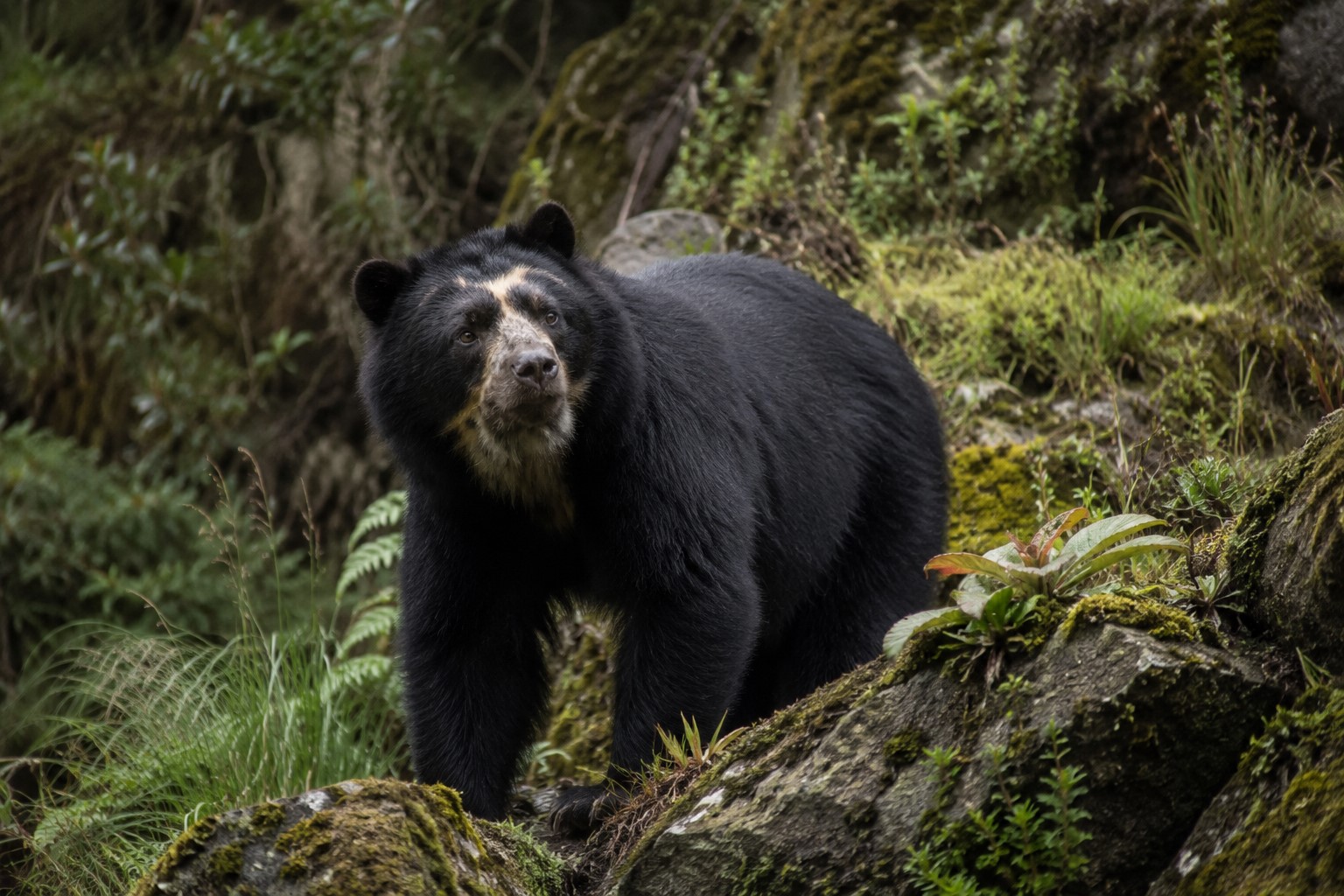 andean spectacled bear markings South America forest - Too Lazy Facts