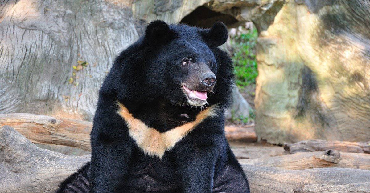 asiatic black bear moon bear chest marking forest - Too Lazy Facts