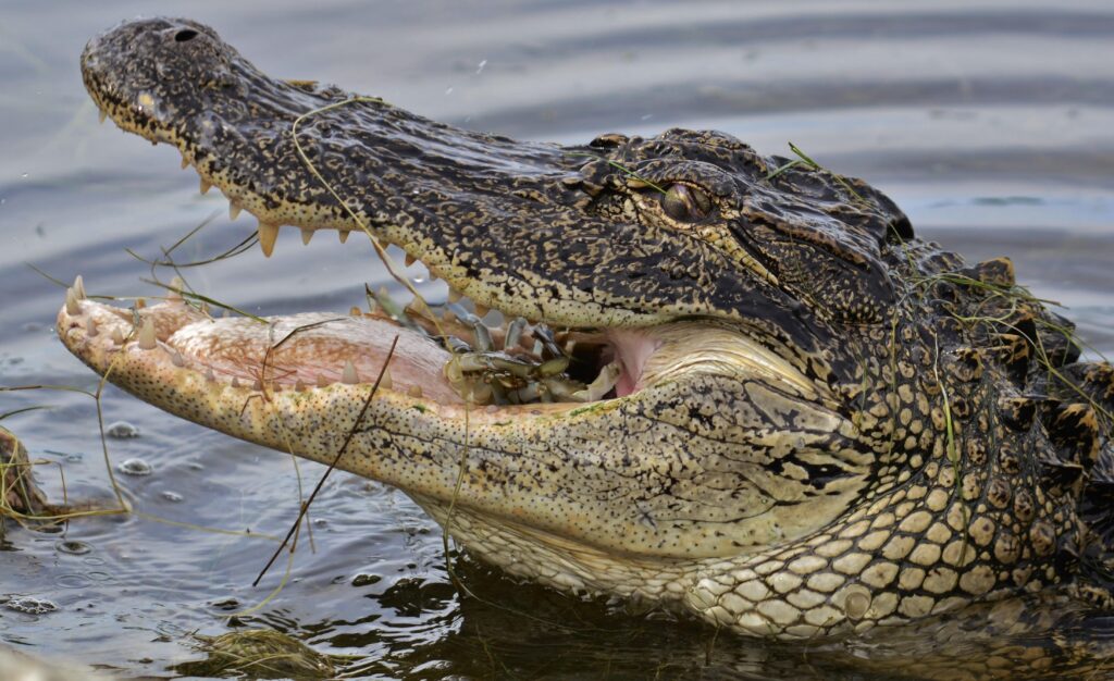 Alligator showing teeth and strong jaws dangerous but less aggressive – Too Lazy Facts