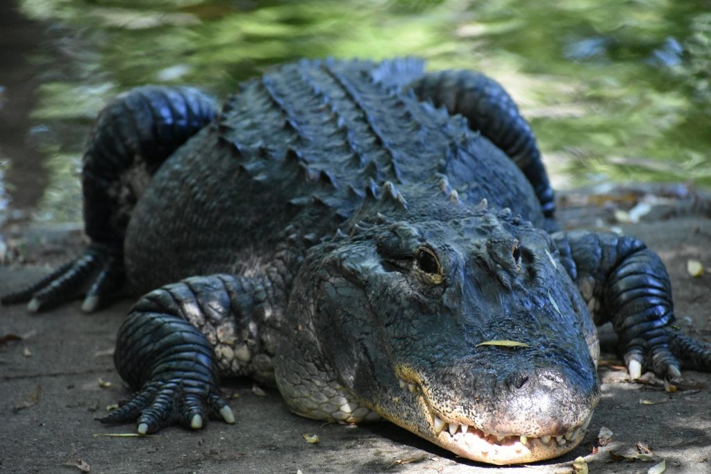 American alligator size and strength large body powerful jaws – Too Lazy Facts