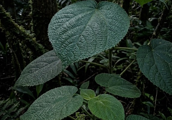 Gympie Gympie plant known as the suicide plant, one of the most painful plants in the world - Too Lazy Plants