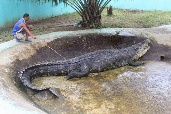Lolong saltwater crocodile massive size and strength largest crocodile recorded – Too Lazy Facts