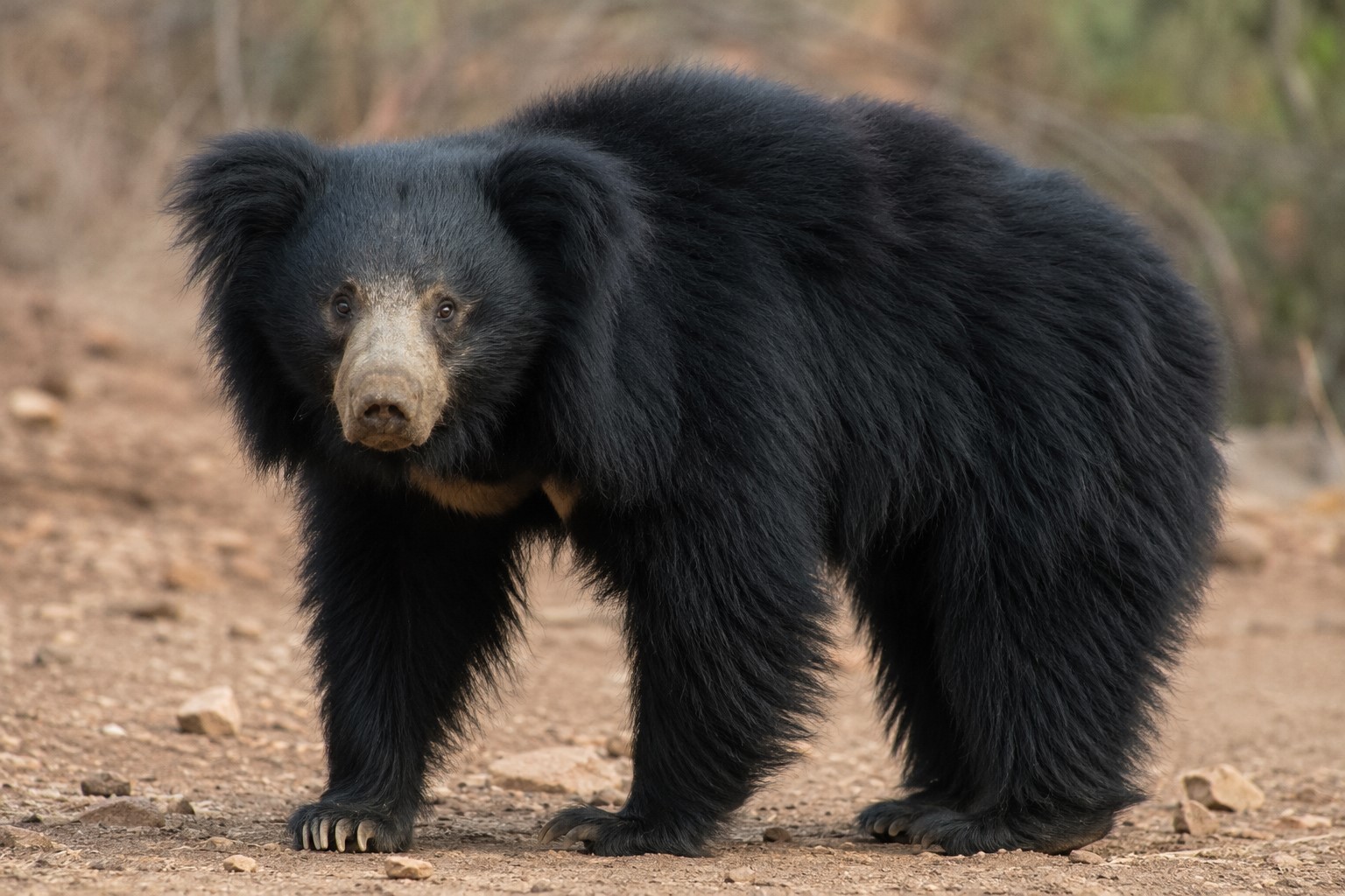sloth bear long fur termite feeding India - Too Lazy Facts