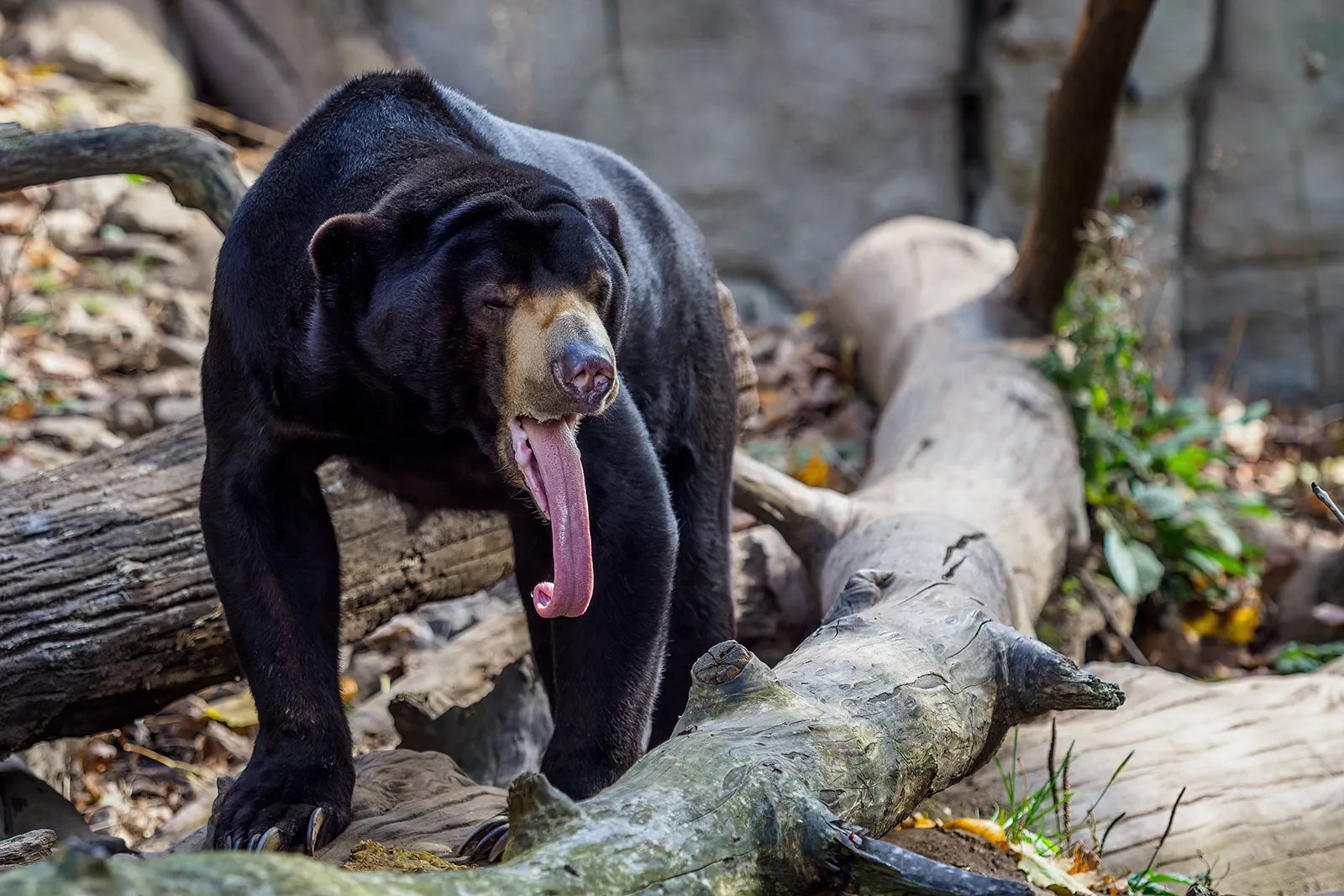 sun bear small bear tropical forest Southeast Asia - Too Lazy Facts