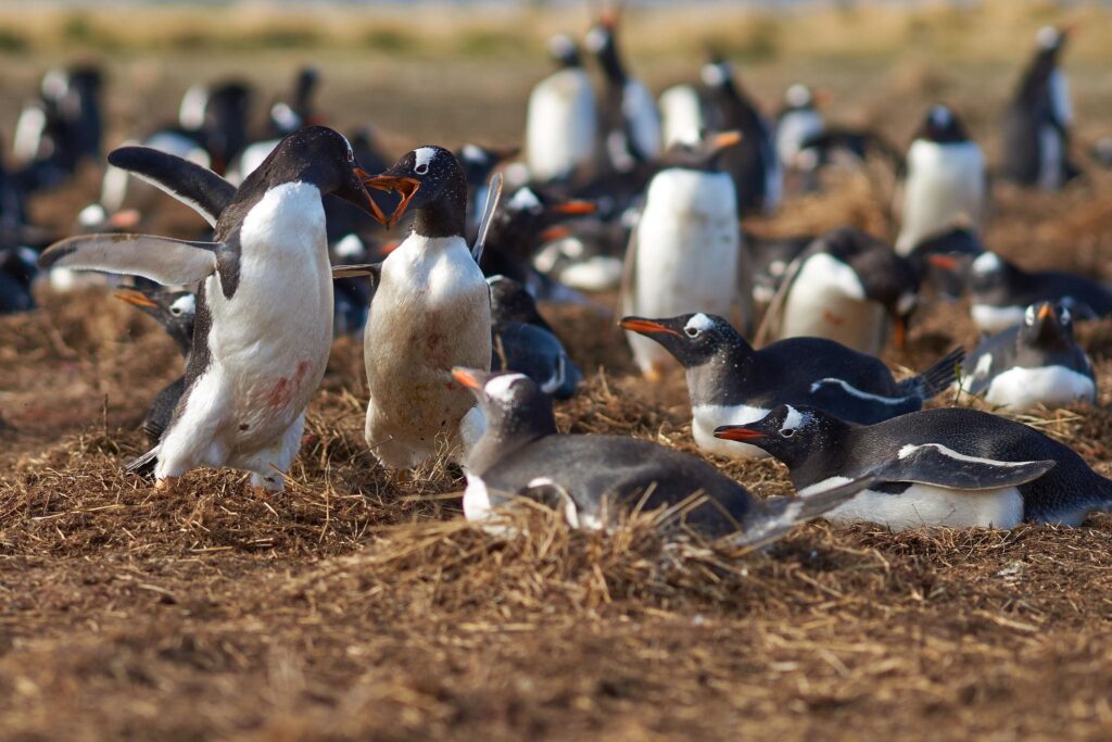 Dark penguin facts showing penguins fighting in a crowded colony, highlighting their aggressive behavior - Too Lazy Facts