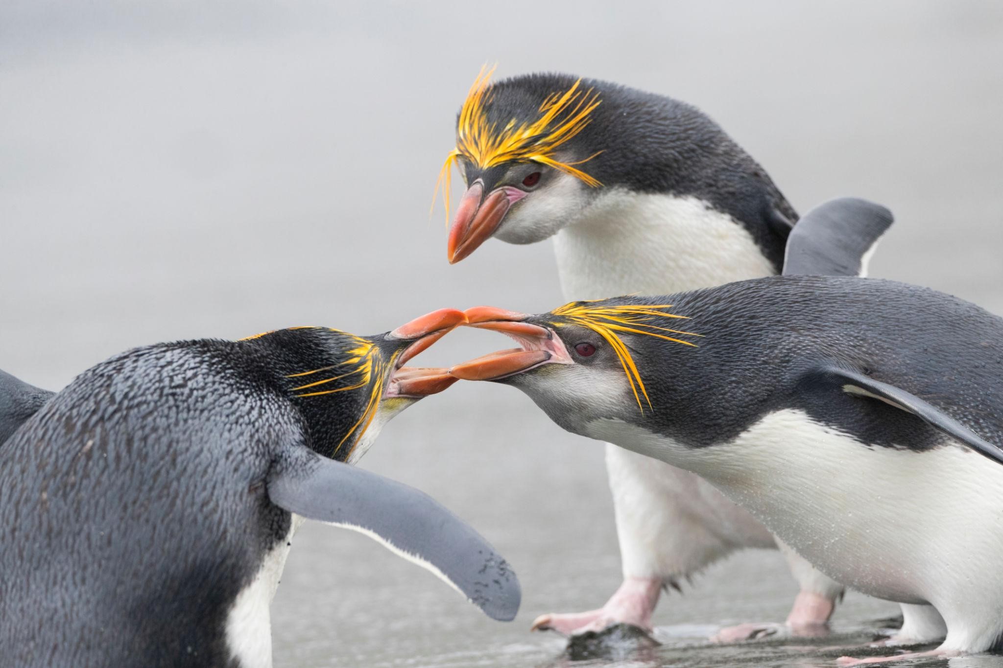 Dark penguin facts showing penguins fighting and stealing from each other, a common aggressive behavior in colonies - Too Lazy Facts