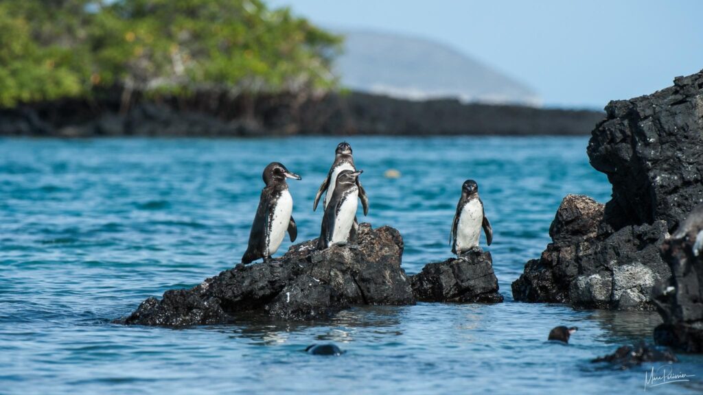 Dark penguin facts showing penguins swimming in the ocean far from Antarctica - Too Lazy Facts